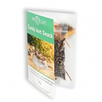 Candy Ant Snack - 20g